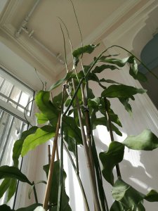 昙花什么时候剪枝合适 昙花何时修剪最好