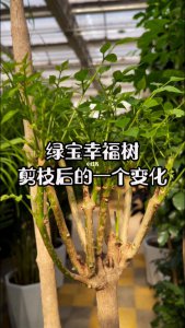 幸福树什么时候剪枝合适 何时修剪幸福树最恰当