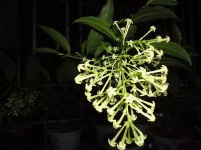 夜来香什么时候剪枝合适 夜来香何时修剪最好？