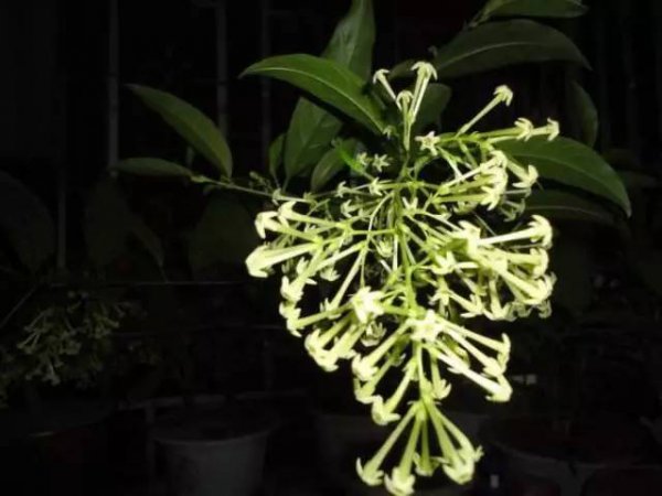 夜来香什么时候剪枝合适