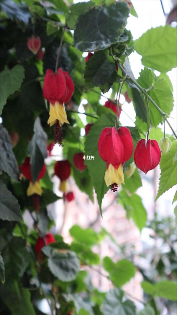 灯笼花什么时候剪枝合适