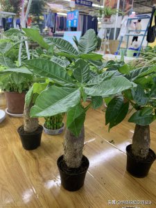 招财树什么时候剪枝合适 招财树何时修剪最好？