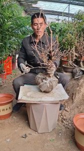 腊梅什么时候剪枝合适 腊梅何时修剪最合适？