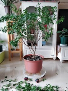 九里香什么时候剪枝合适 何时是最佳时机给九里香修剪？
