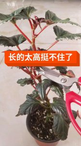 海棠树什么时候剪枝合适 什么时候是最佳的海棠树剪枝时间？