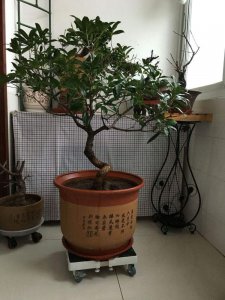 桂花树什么时候剪枝合适 桂花树何时修剪最好