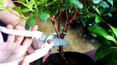 杜鹃花什么时候剪枝合适 何时对杜鹃花进行修剪是最适宜的？