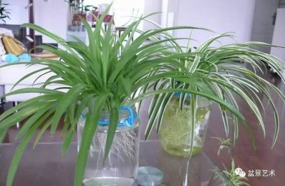 水养吊兰怎么养才能更旺盛 吊兰怎样养才会更茂盛？