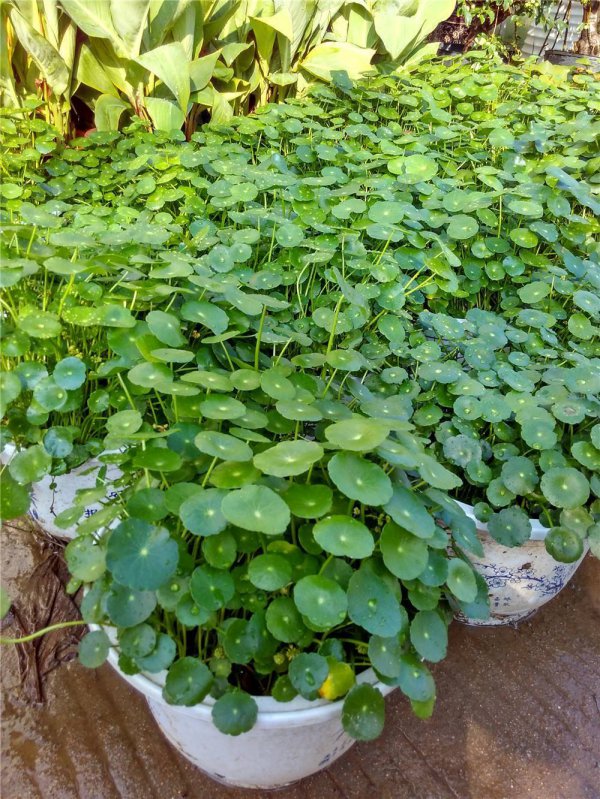 金钱草喜欢阳光吗
