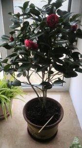 茶花怎么养才能更旺盛 如何培养茶花才能更加茂盛？