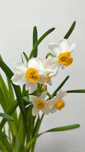 水仙花喜欢阳光吗 喜欢阳光的水仙花
水仙花喜欢晒太阳吗？