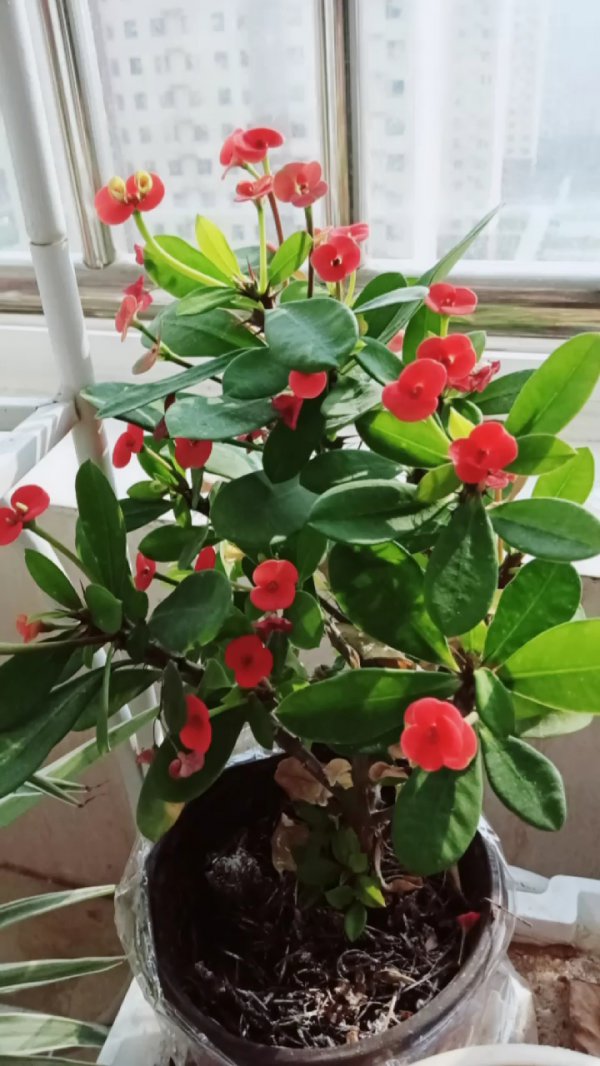 刺梅怎么养才能更旺盛