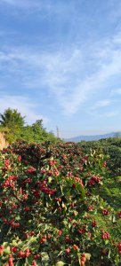 山楂树喜欢阳光吗 山楂树需要阳光吗？
