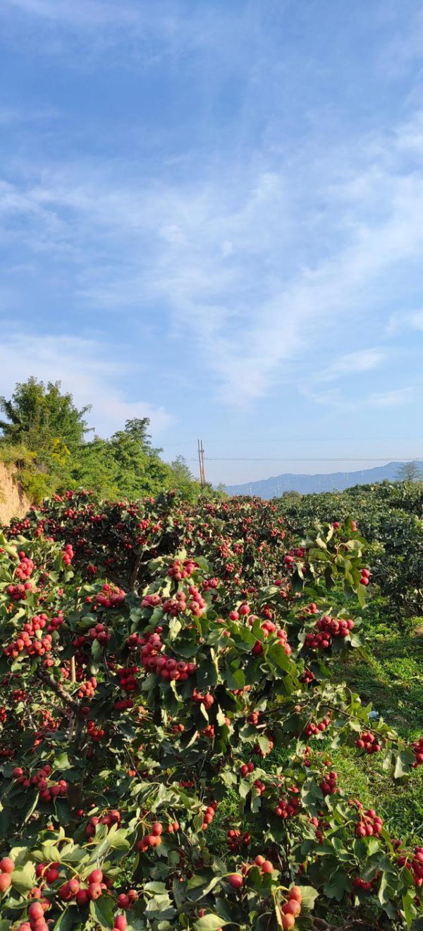 山楂树喜欢阳光吗