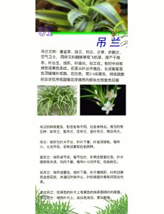 钻石吊兰怎么养才能更旺盛 如何让钻石吊兰生长更茂盛？