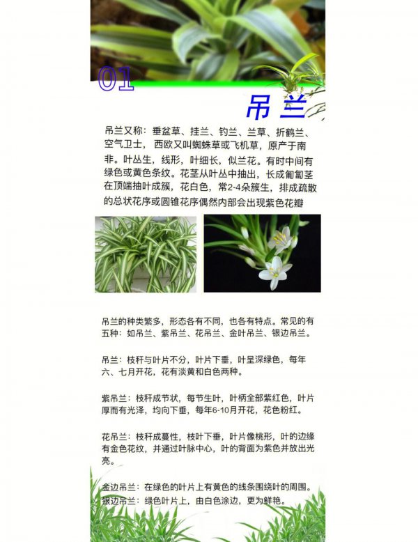 钻石吊兰怎么养才能更旺盛