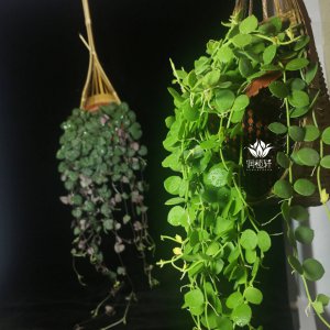 竹节吊兰怎么养才能更旺盛 如何让竹节吊兰茁壮生长？