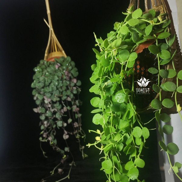 竹节吊兰怎么养才能更旺盛