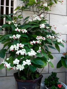 龙吐珠喜欢阳光吗 龙吐珠喜欢晒太阳吗？