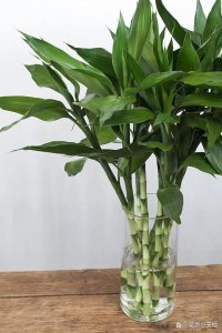 节节高富贵竹怎么养才能更旺盛 如何使节节高富贵竹茁壮成长
