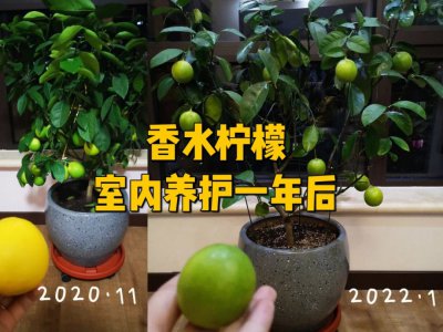 柠檬怎么养才能更旺盛 如何让柠檬树茁壮成长？