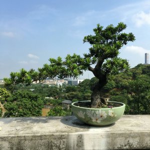 罗汉松喜欢阳光吗 罗汉松是否喜欢阳光？
