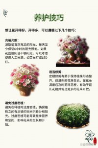 小雏菊怎么养才能更旺盛 如何培养小雏菊更加茂盛？