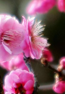 梅花喜欢阳光吗 梅花需要阳光吗？