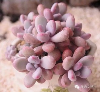 桃蛋喜欢阳光吗 桃蛋是否喜欢晒太阳？