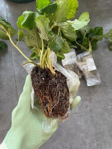 草莓苗喜欢阳光吗 喜欢阳光的草莓苗

阳光喜爱的草莓苗