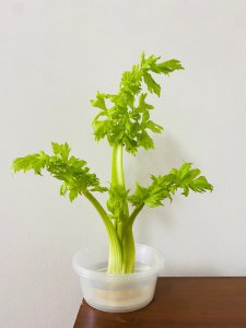 芹菜喜欢阳光吗 芹菜是否需要阳光？