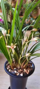 建兰花喜欢阳光吗 兰花是否喜欢阳光？