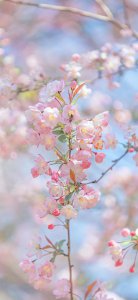 海棠花喜欢阳光吗 海棠花是否喜欢阳光？