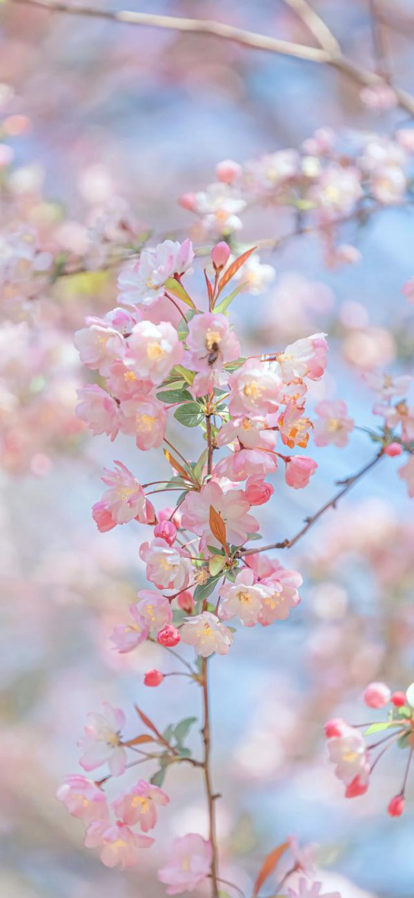 海棠花喜欢阳光吗