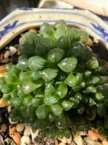 玉露喜欢阳光吗 玉露偏爱阳光吗？
