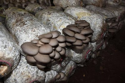 平菇喜欢阳光吗 喜欢阳光的平菇？
平菇是否喜欢阳光？