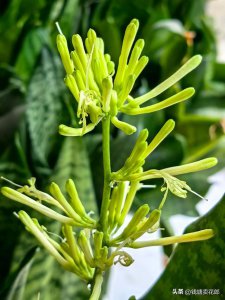虎皮吊兰喜欢阳光吗 虎皮吊兰需阳光吗？