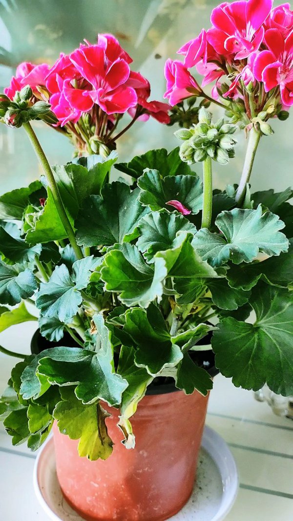 蝴蝶梅喜欢阳光吗