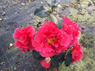 山茶花喜欢阳光吗 山茶花是阳光的最爱吗？