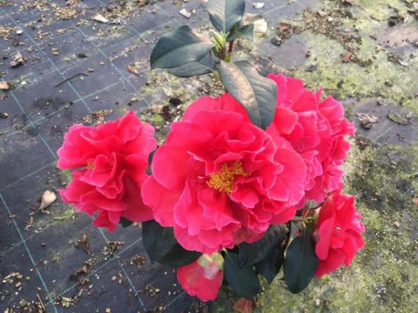 山茶花喜欢阳光吗