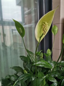 白掌花怎么养才能爆盆 如何才能让白掌花茁壮生长？