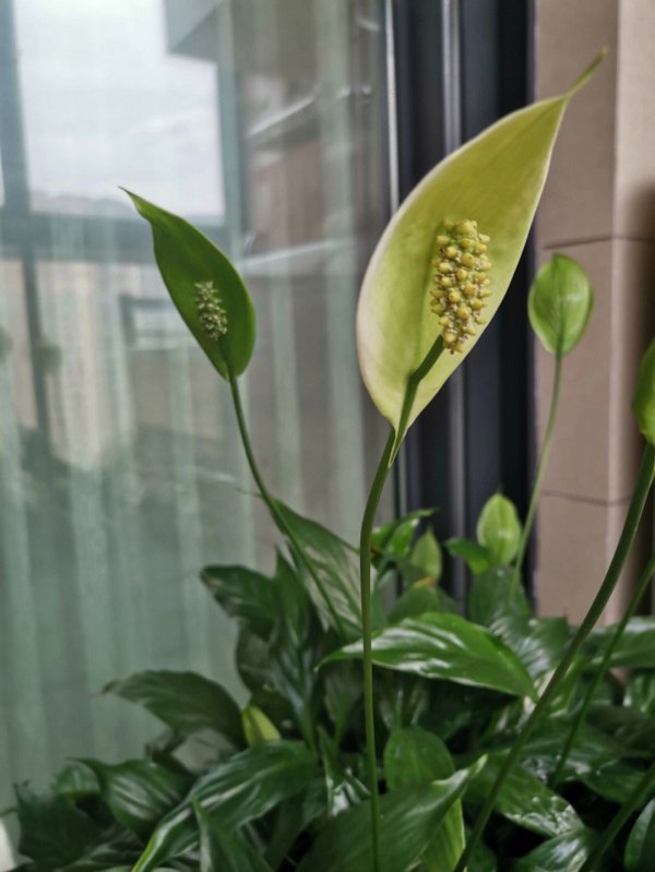 白掌花怎么养才能爆盆