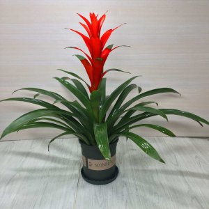 鸿运当头喜欢阳光吗 鸿运当头是否青睐阳光？