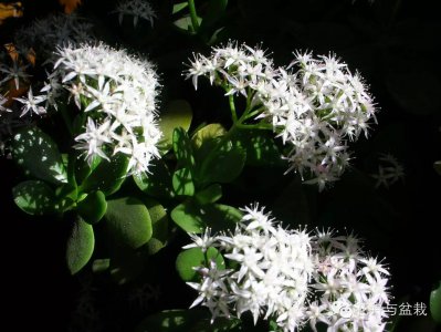 脸皮厚花喜欢阳光吗 阳光下的脸皮 喜欢吗？