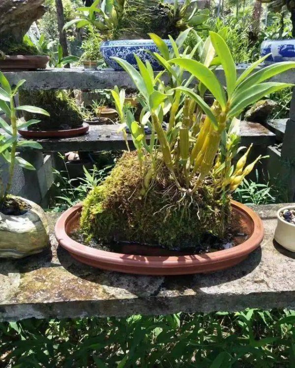 石斛喜欢阳光吗