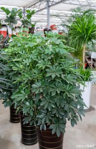鸭掌木喜欢阳光吗 鸭掌木是否喜欢阳光？