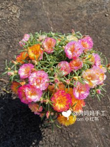 红星高照花喜欢阳光吗 红星照耀花儿向阳盛放
