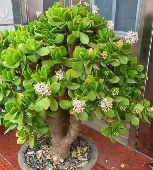 玉树喜欢阳光吗