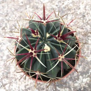 仙人球喜欢阳光吗 仙人球是否需要阳光？