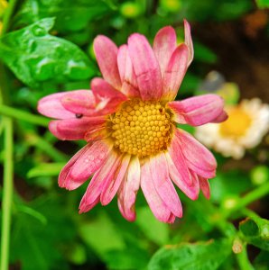 菊花都喜欢阳光吗 菊花是否喜欢阳光？